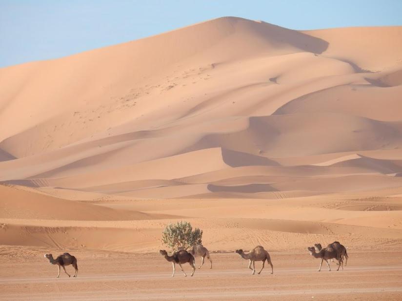 Auberge Sahara Garden Lac Yasmins Eksteriør billede